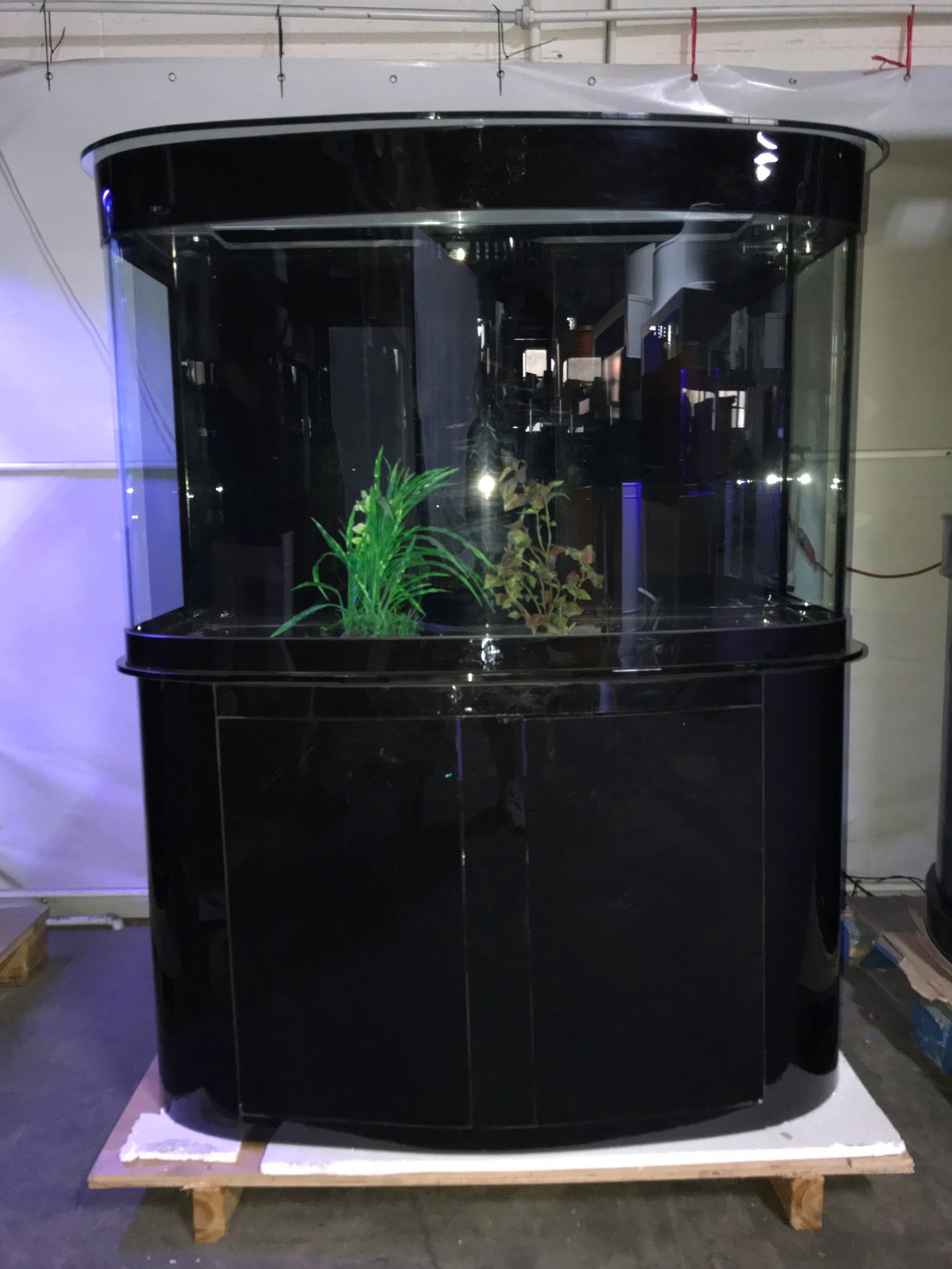 WARRANTY INCLUDED! 170 gallon GLASS bow front aquarium fish tank