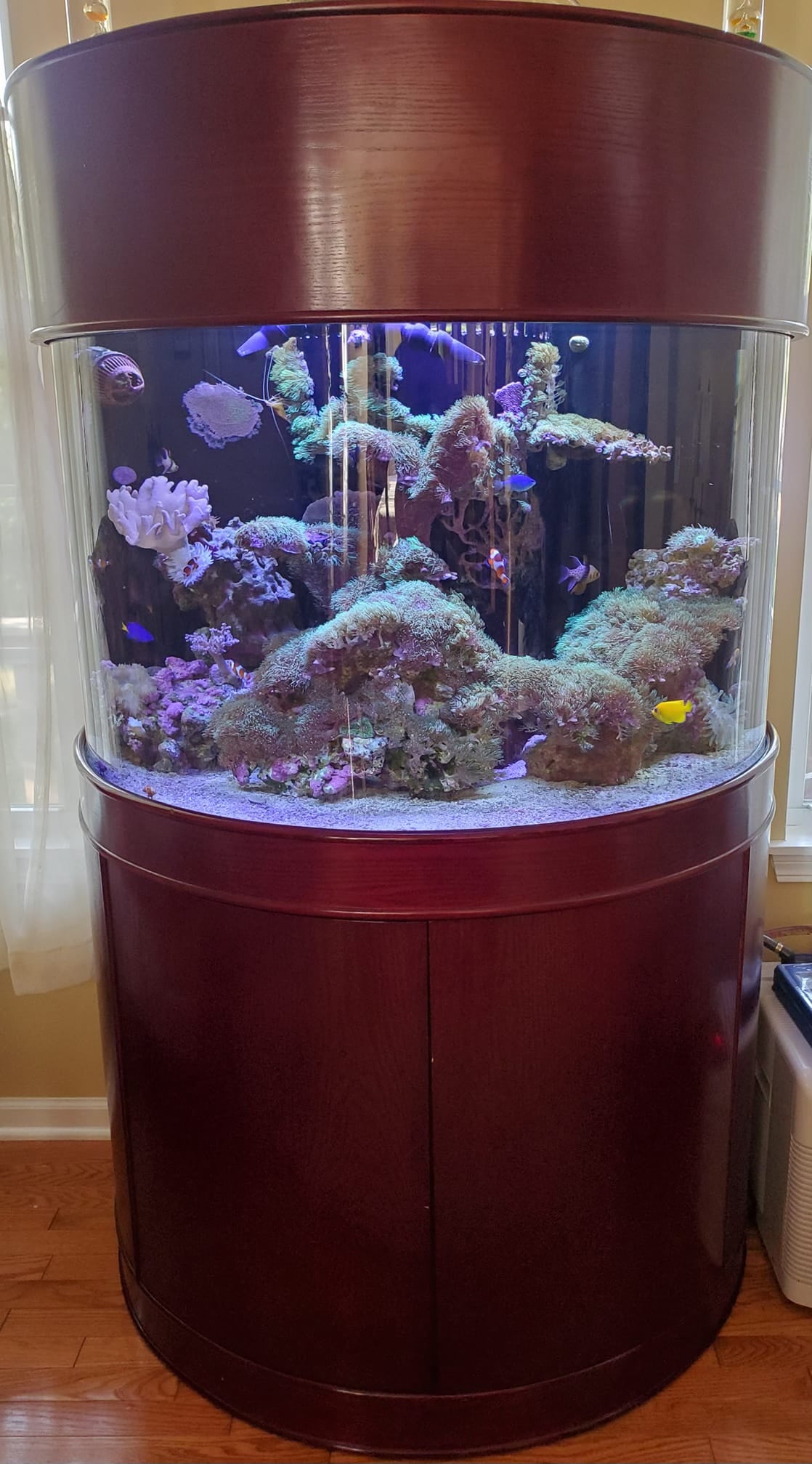 WARRANTY INCLUDED! 180 gallon GLASS half moon aquarium cylinder fish tank cherry
