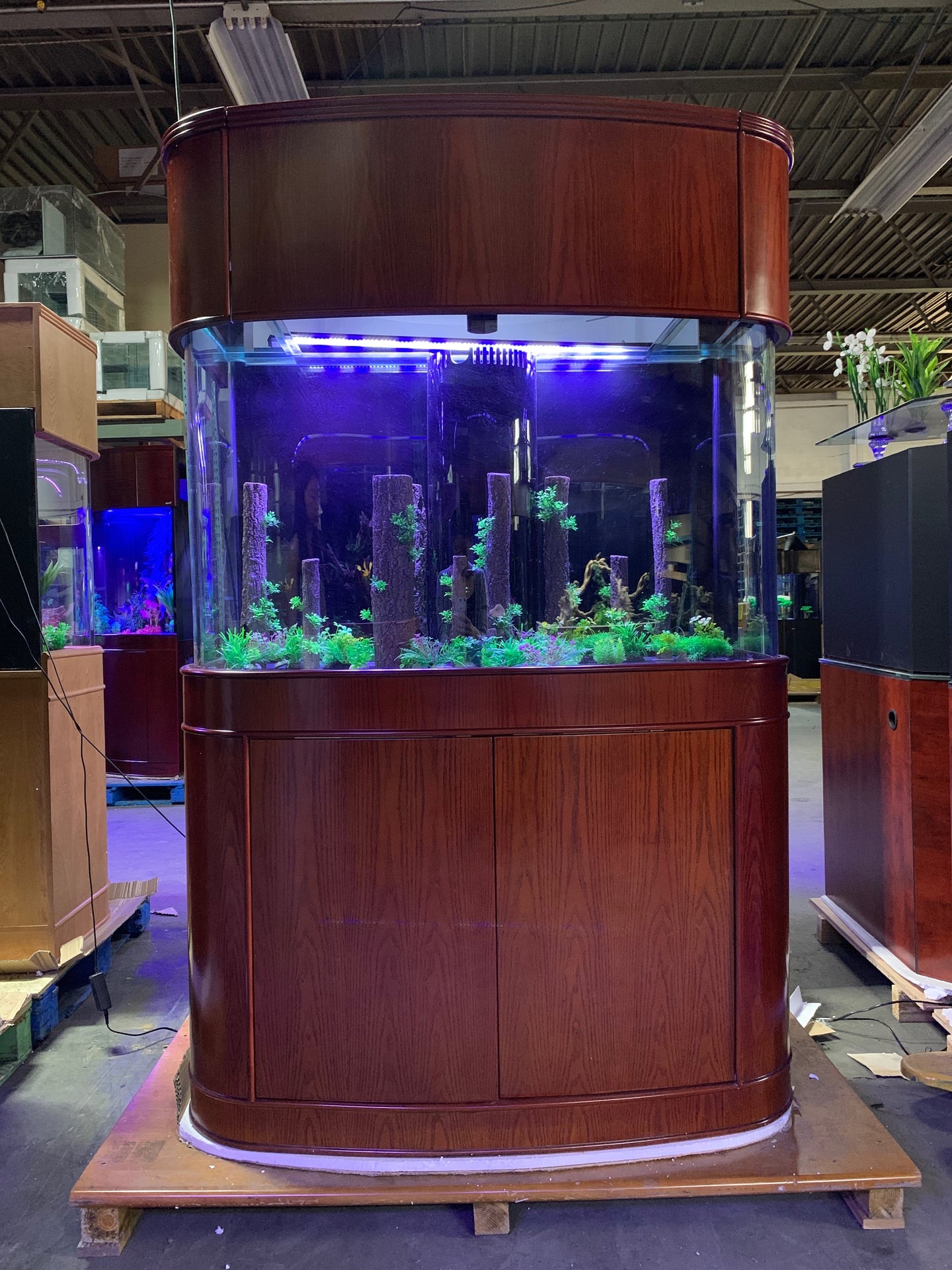 WARRANTY INCLUDED! 150 gallon GLASS bow front aquarium fish tank in cherry