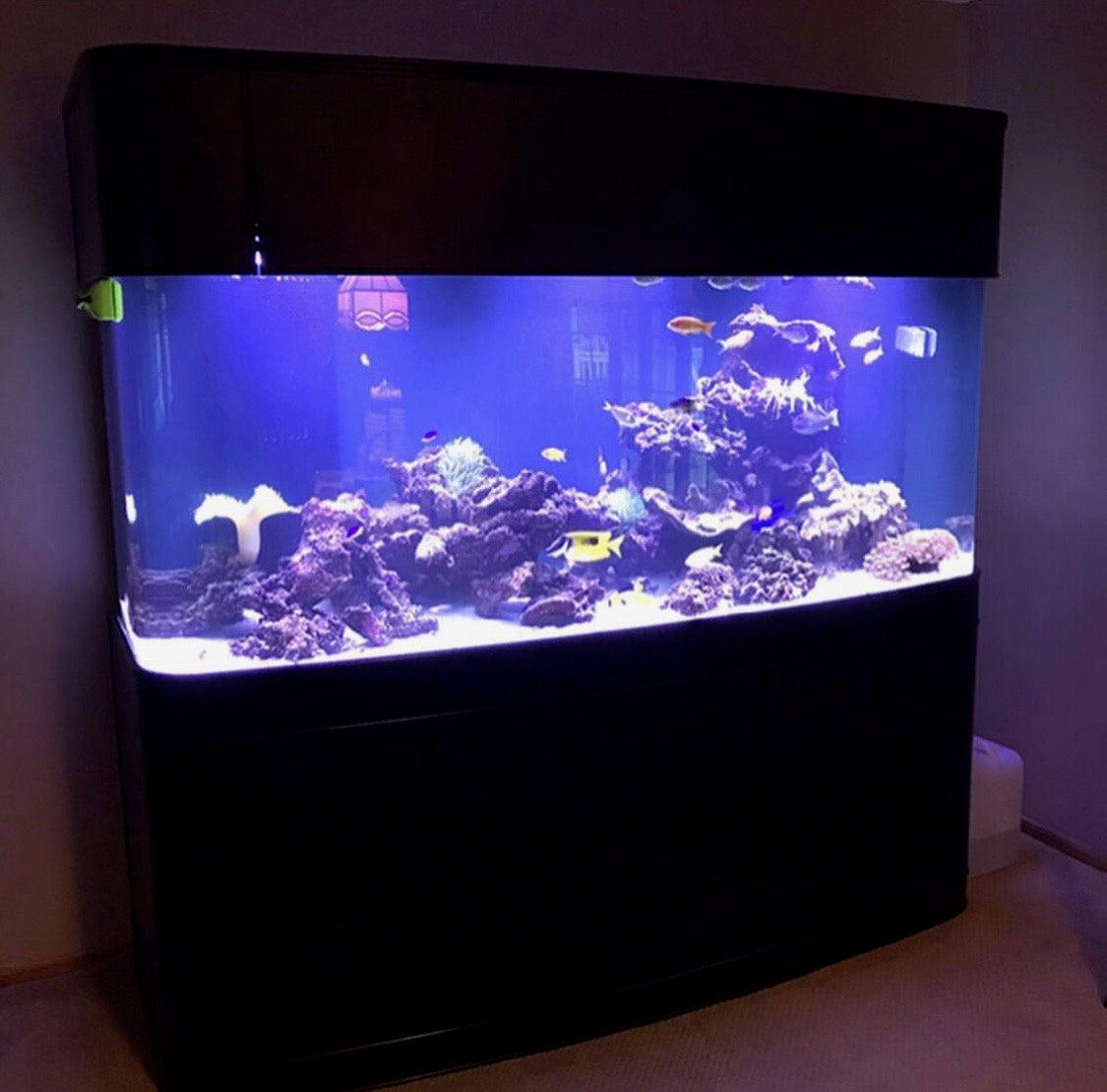 WARRANTY INCLUDED! 300 gallon GLASS bow front aquarium fish tank set